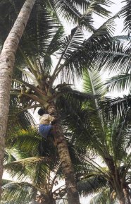 Mann beim Pfl&uuml;cken von Kokusn&uuml;ssen