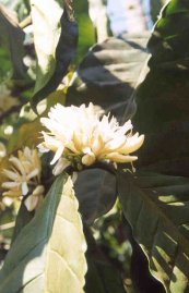 Bl&uuml;te einer Kaffeeplanze
