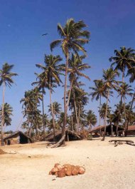 Fischk&ouml;rbe am Strand von Colva