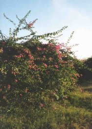 Buganvillia-B&uuml;sch im Lalbagh