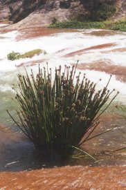 Grasb&uuml;schel beim Wasserfall